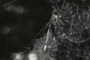 Spinnennetz