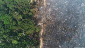 Abholzung Urwald