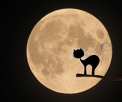Katze und Mond